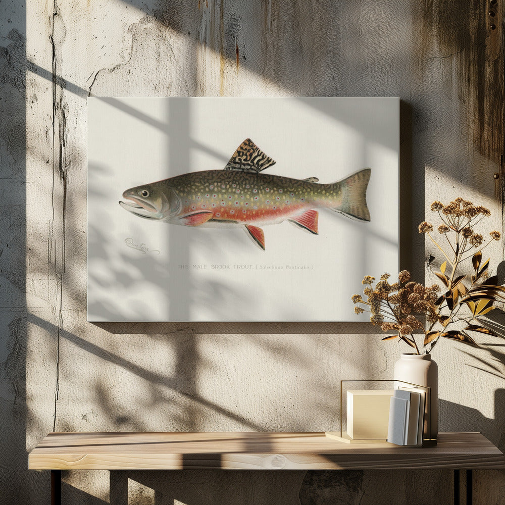 Male Brook Trout by Sherman F. Denton