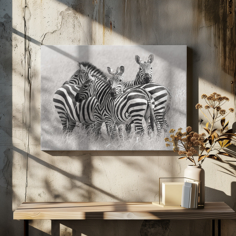 Zebras by Kirill Trubitsyn