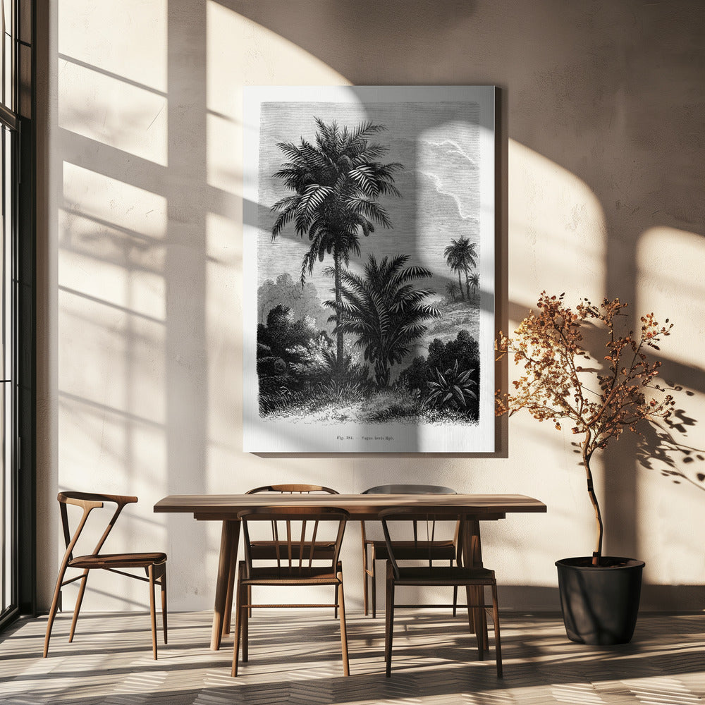 Vintage Palm Tree Drawing V by Les Palmiers Histoire Iconographique