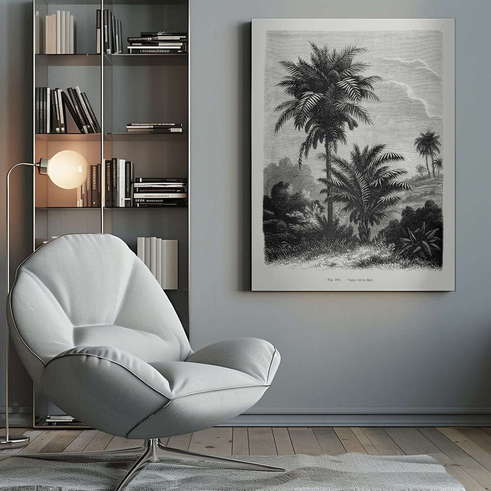 Vintage Palm Tree Drawing V by Les Palmiers Histoire Iconographique