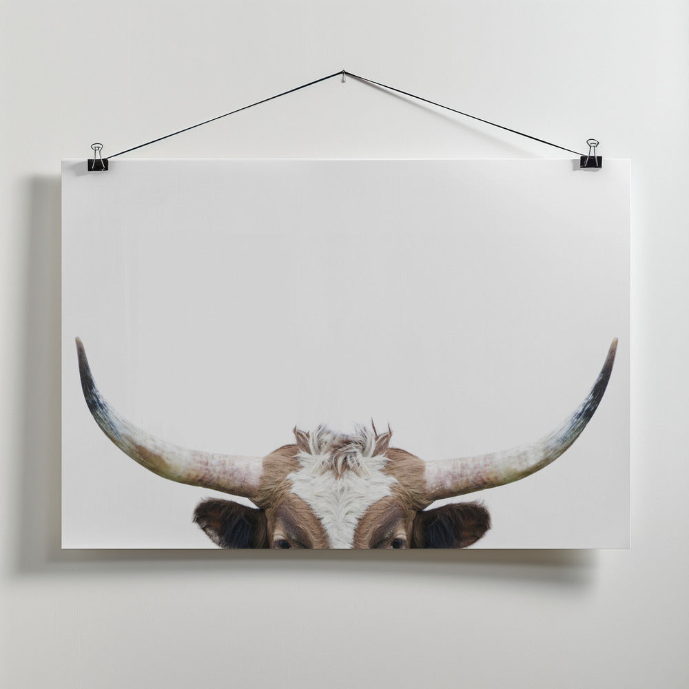 Peeking Longhorn Cow by Kathrin Pienaar