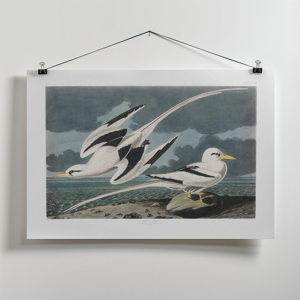 Tropic Bird From Birds of America (1827) by John James Audubon