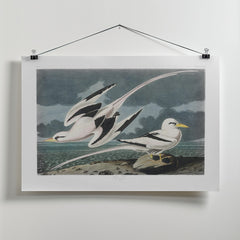 Tropic Bird From Birds of America (1827) by John James Audubon