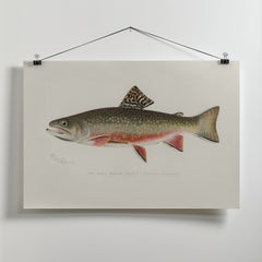 Male Brook Trout by Sherman F. Denton