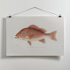 Red Snapper by Sherman F. Denton