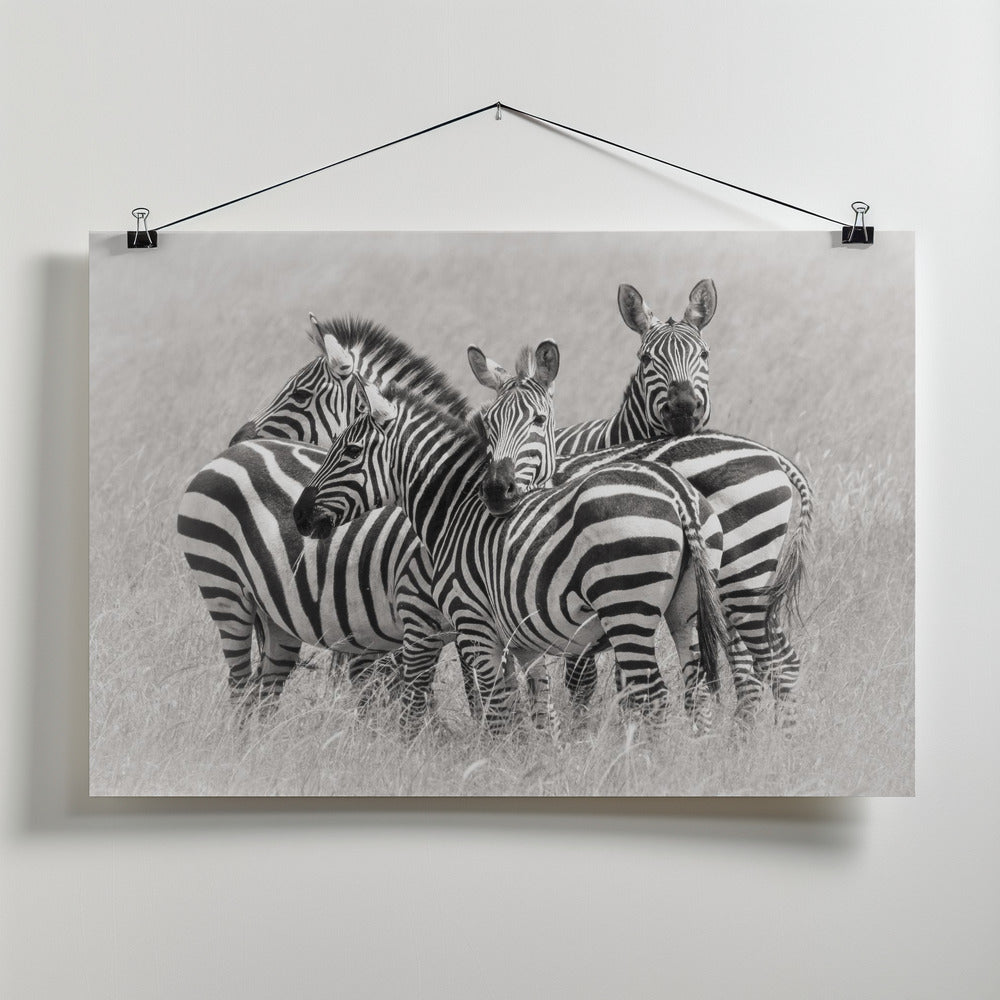 Zebras by Kirill Trubitsyn