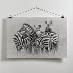 Zebras by Kirill Trubitsyn