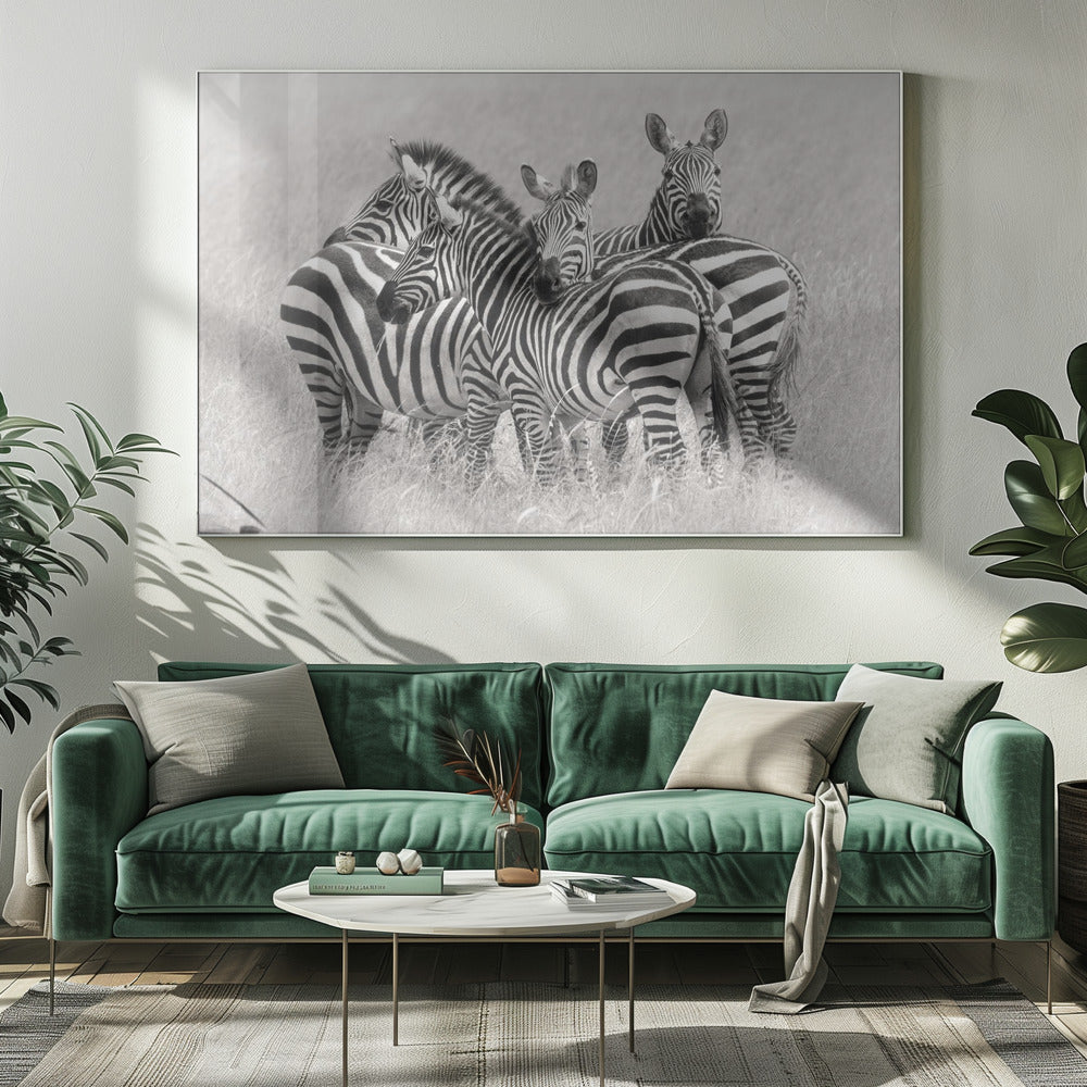 Zebras by Kirill Trubitsyn