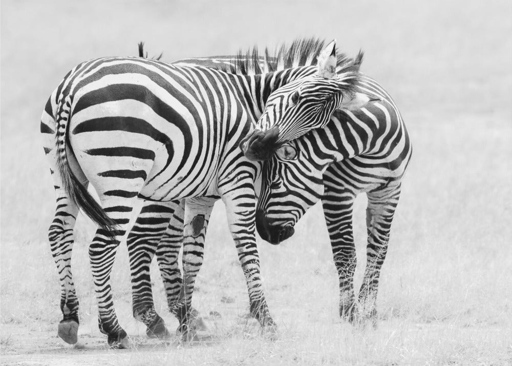 Tender Moment by John Fan