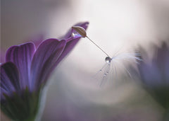 Purple rain by Silvia Spedicato