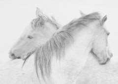 Horses by Marie-anne Stas