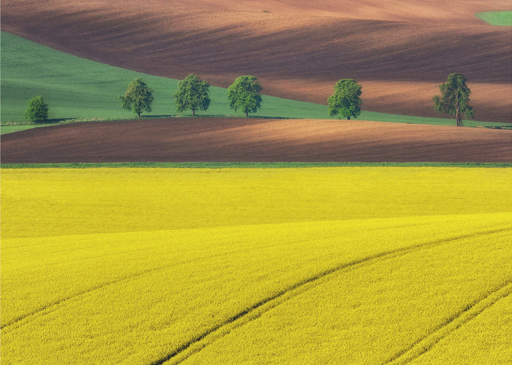 Yellow by Ales Komovec