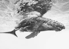 Humpback whale calf by Barathieu Gabriel