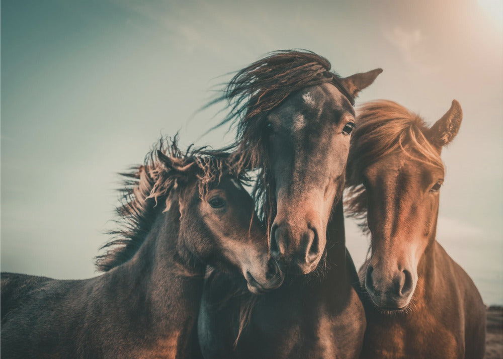 Family portrait by Marcus Hennen