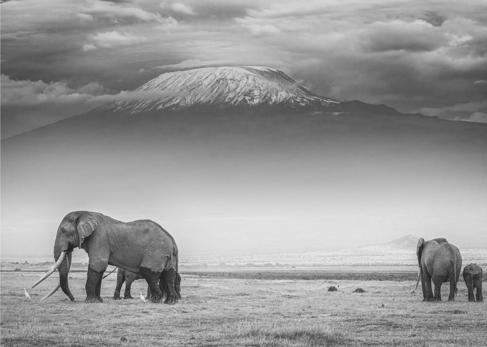 The land of giants by Jeffrey C. Sink