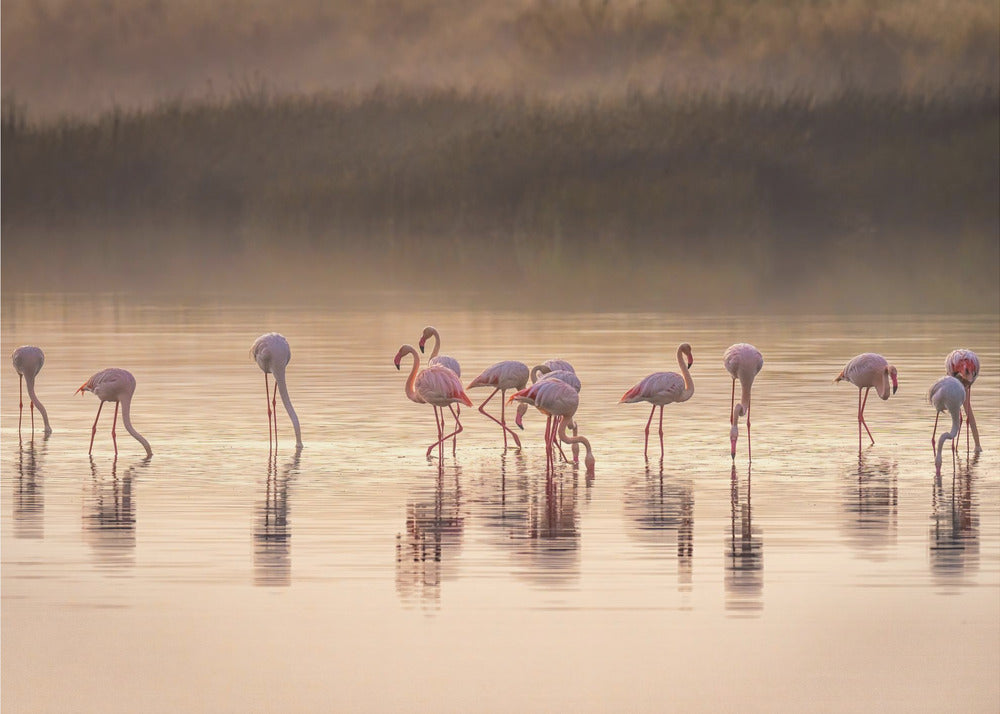 Photographic ode to Monet by Jeffrey C. Sink