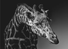 Giraffe by Alex Zhao