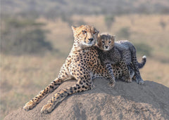 Cheetah and cup! by Jie Fischer