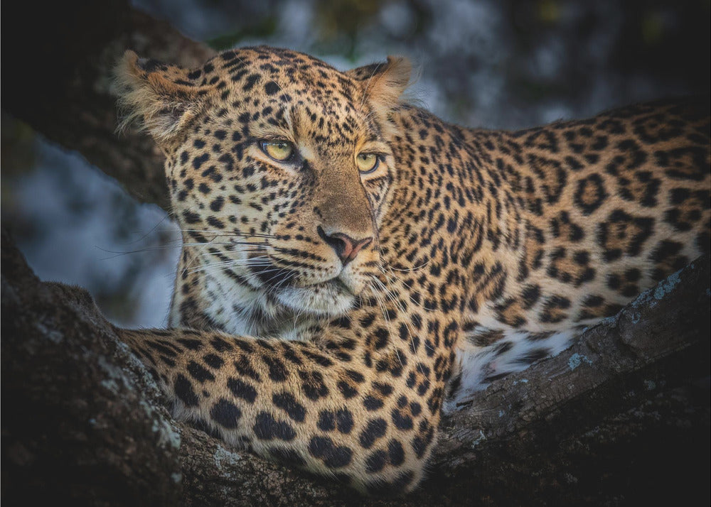 The Leopard by Jeffrey C. Sink