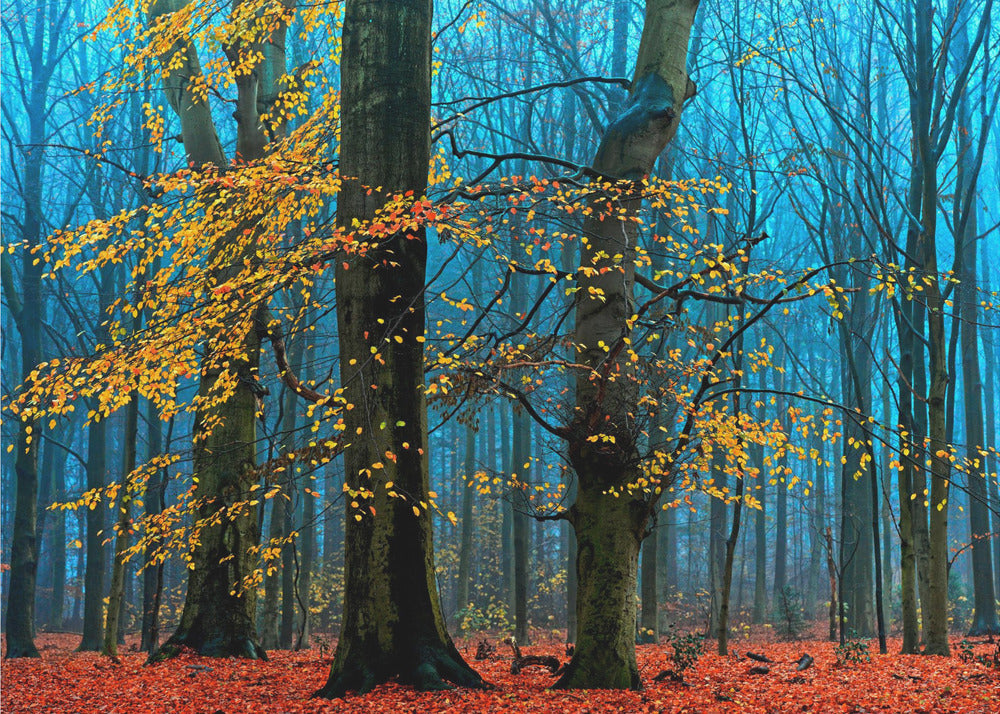 The Supremes by Lars van de Goor †