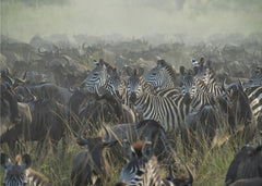 The Great migration by Giuseppe DAmico