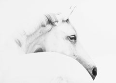 horse and minimalism by Ulrike Leinemann