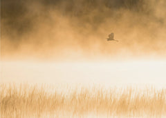 Morning Flight