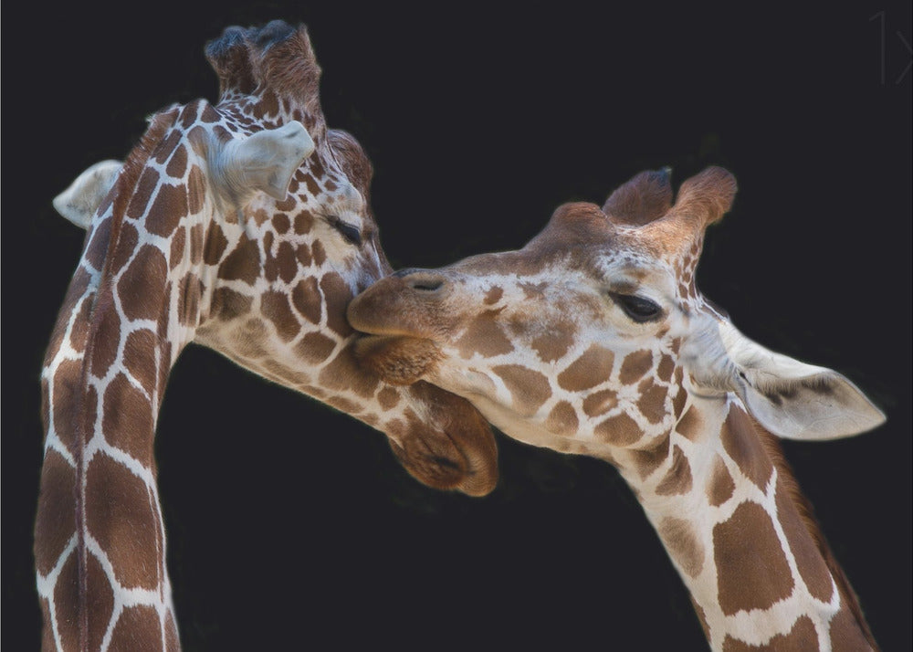 The kiss by Manfred Foeger