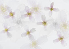 Clematis Art