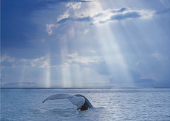 Whale and sun rays