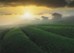 misty sunrise in tea garden