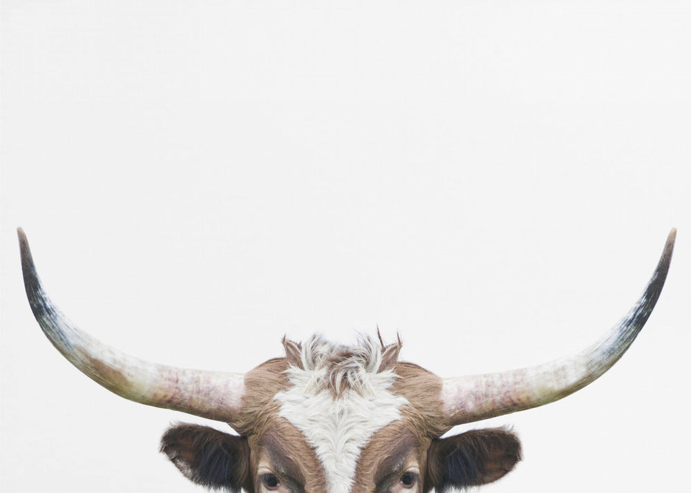 Peeking Longhorn Cow by Kathrin Pienaar