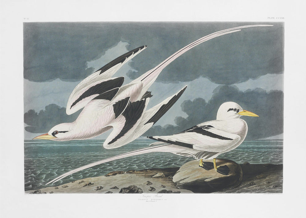 Tropic Bird From Birds of America (1827) by John James Audubon