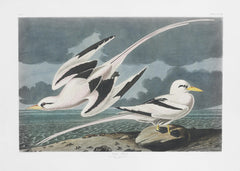 Tropic Bird From Birds of America (1827) by John James Audubon