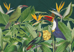 Rainforest Birds