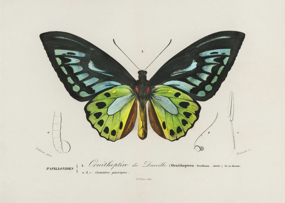 Green Birdwing Butterfly by Charles Dessalines D Orbigny