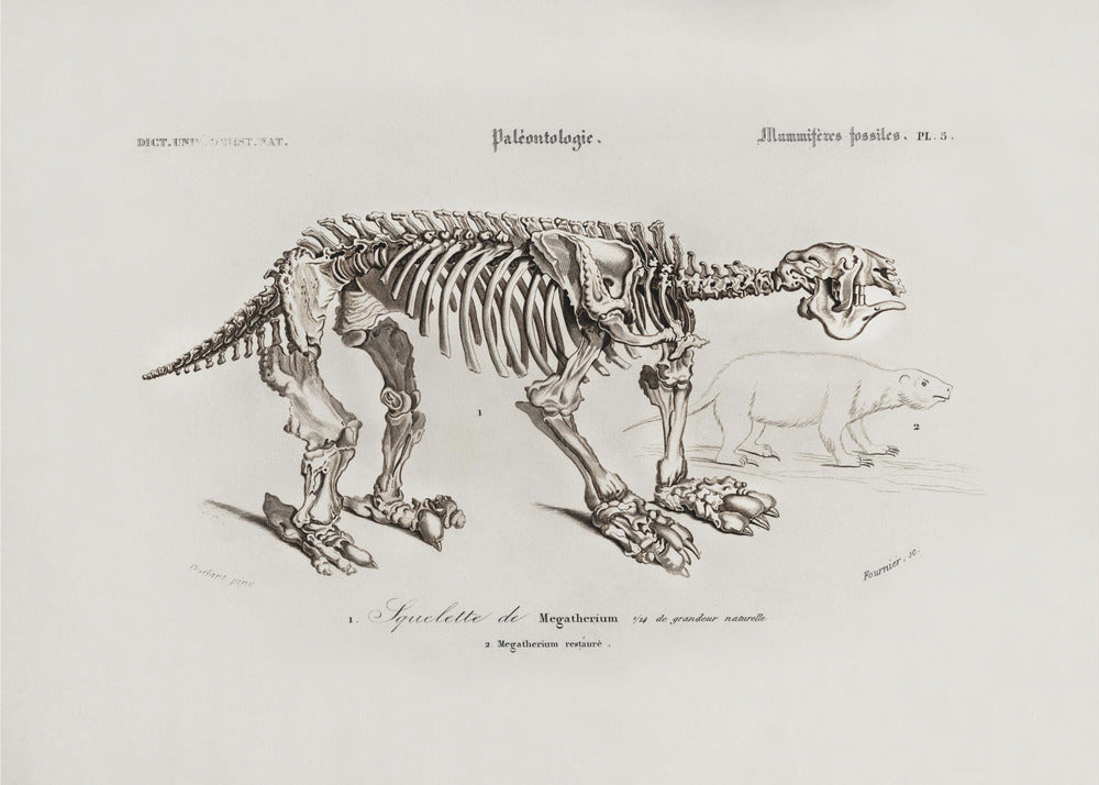 Megatherium by Charles Dessalines D Orbigny