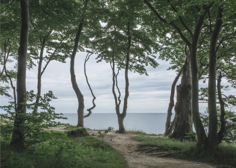 Forest At the Sea 2 by Mareike Böhmer