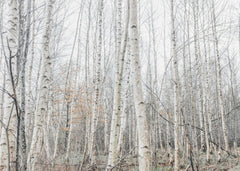 Birch Trees 9