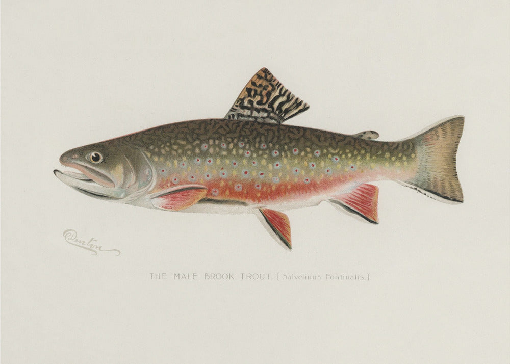 Male Brook Trout by Sherman F. Denton