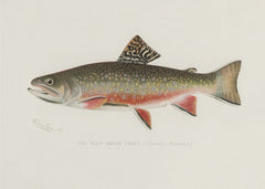 Male Brook Trout by Sherman F. Denton