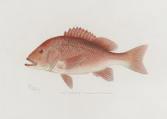 Red Snapper by Sherman F. Denton