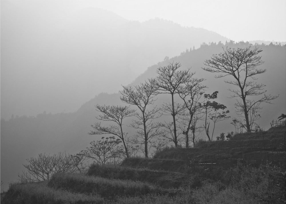 Trees In the Mountains by Photolovers