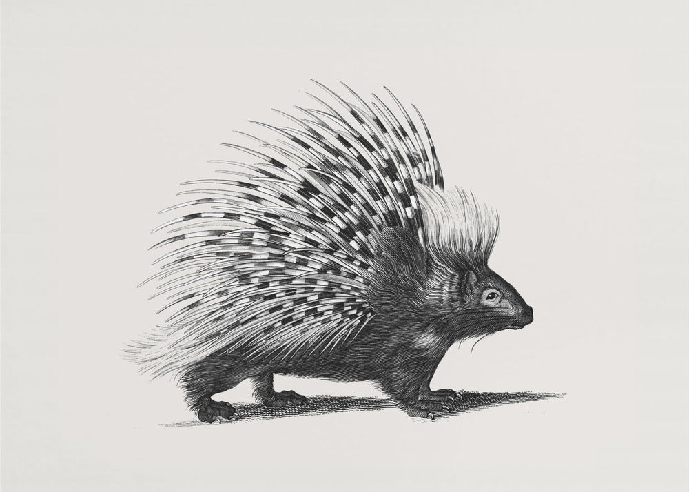 Illustration of Porcupine by George Shaw