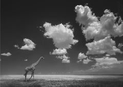 Gone with the Clouds by Alberto Ghizzi Panizza