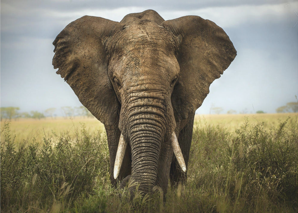 Encounters in Serengeti by Alberto Ghizzi Panizza