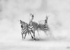 ZEBRAS by Juan Luis Duran