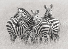 Zebras by Kirill Trubitsyn