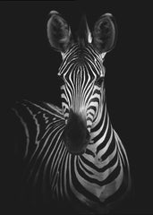 The Zebra by WildPhotoArt