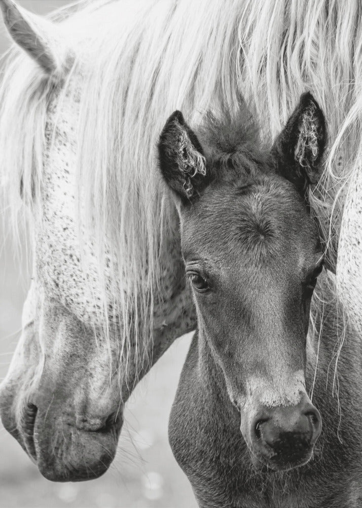 The Foal by Jacky Parker